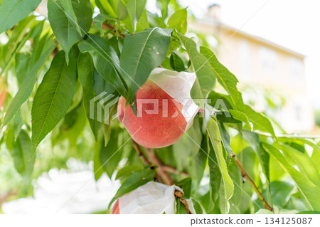 Delicious looking peaches growing on the tree Delicious looking peaches growing on the tree 134125087