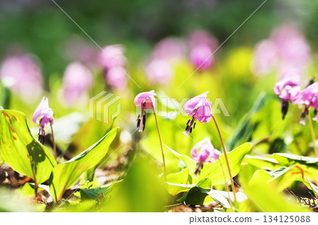 Katakuri flowers 134125088