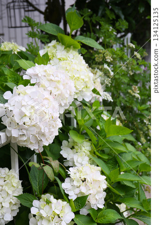 White hydrangeas bloom White hydrangeas bloom 134125135