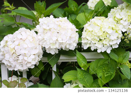 White hydrangeas bloom White hydrangeas bloom 134125136