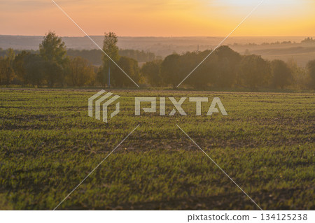 Witness the stunning beauty of a sunrise illuminating serene fields adorned with lush greenery 134125238