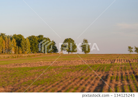 A Serene Landscape Featuring Lush Green Trees and an Expansive Agricultural Field Area A Serene Landscape Featuring Lush Green Trees and an Expansive Agricultural Field Area 134125243