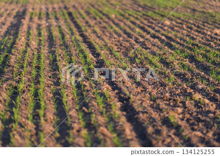 A Freshly Planted Field with Newly Emerging Green Crops Ready for Growth and Harvesting 134125255