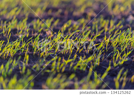 Lush and Vibrant Green Grass Thriving and Growing in Rich Soil and Nurturing Ecosystem 134125262