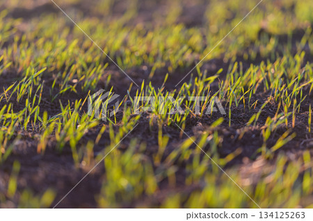 Fresh, green grass sprouts vibrantly in a beautiful sunlit field, showcasing natures beauty Fresh, green grass sprouts vibrantly in a beautiful sunlit field, showcasing natures beauty 134125263