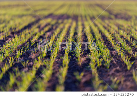 A vibrant and lush green crop field showcases beautifully arranged rows of young plants A vibrant and lush green crop field showcases beautifully arranged rows of young plants 134125270