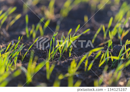 Fresh Green Sprouts Emerging and Thriving from Rich Dark Soil Beneath the Earth Surface Fresh Green Sprouts Emerging and Thriving from Rich Dark Soil Beneath the Earth Surface 134125287