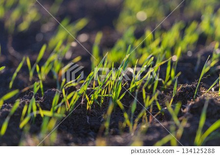 Fresh green grass sprouts beautifully in the warm sunlight, showcasing natures splendor 134125288