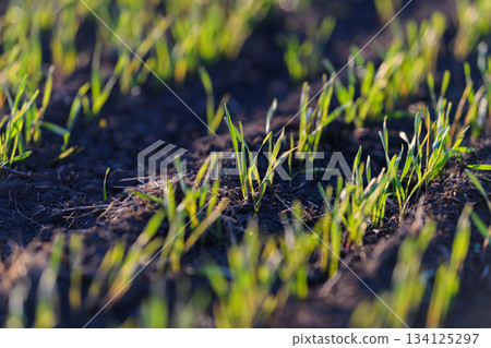 Fresh Green Grass Sprouts Beautifully on Rich Dark Soil, Showcasing the Wonders of Nature 134125297