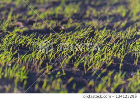 Fresh Grass Sprouts in the Beautiful Early Days of Spring Season in Natures Greenery 134125299