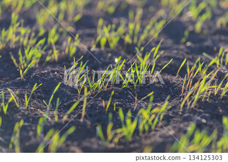 Green sprouts emerge from the rich soil as early spring arrives, signaling new life Green sprouts emerge from the rich soil as early spring arrives, signaling new life 134125303