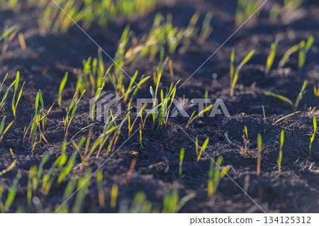Fresh Green Shoots are Emerging Vibrantly and Beautifully from the Dark, Rich Soil of Our Earth 134125312