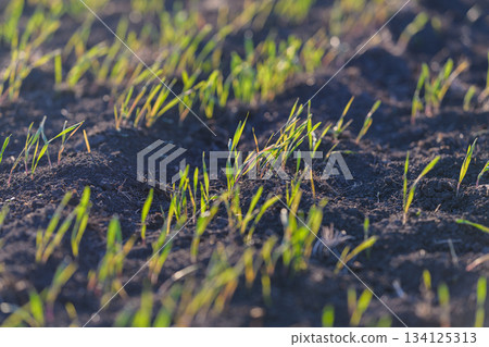 Newly sprouted fresh green grass emerges beautifully from the rich, dark soil beneath it Newly sprouted fresh green grass emerges beautifully from the rich, dark soil beneath it 134125313