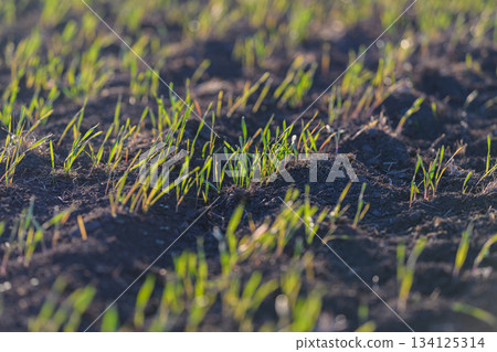 Fresh green grass sprouts are emerging beautifully from the rich, dark soil beneath them Fresh green grass sprouts are emerging beautifully from the rich, dark soil beneath them 134125314