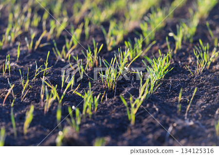 Fresh and Vibrant Green Sprouts are Emerging Joyfully from Rich, Dark Black Soil Beneath Us 134125316