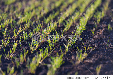 Lush, Vibrant Green Grass Sprouts in a Newly Planted Agricultural Field During Springtime Lush, Vibrant Green Grass Sprouts in a Newly Planted Agricultural Field During Springtime 134125317