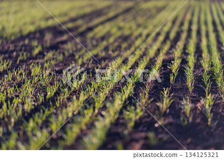 Expansive Green Crop Field with Neatly Arranged Rows of Young and Thriving Plants Expansive Green Crop Field with Neatly Arranged Rows of Young and Thriving Plants 134125321