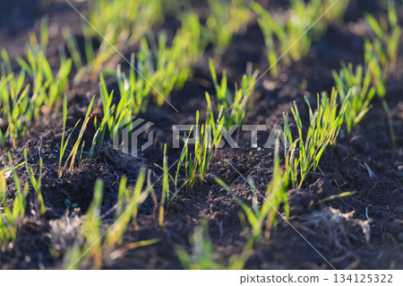 Lush Green Sprouts Are Beautifully Emerging from the Rich Earth Below Us All Around 134125322