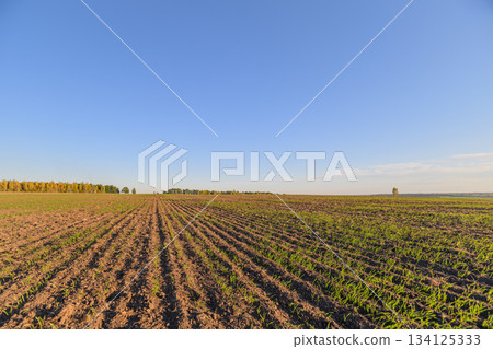 An Expansive Agricultural Field Beautifully Spreads Under a Clear and Sunny Sky Above An Expansive Agricultural Field Beautifully Spreads Under a Clear and Sunny Sky Above 134125333