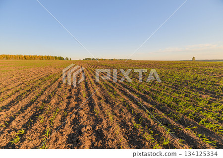 A Beautifully Lush Agricultural Field Set Under a Clear Sky During a Stunning Sunset 134125334