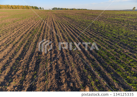 A Beautiful and Vibrant Agricultural Field Bathed in Sunlight with Emerging Crops Growing A Beautiful and Vibrant Agricultural Field Bathed in Sunlight with Emerging Crops Growing 134125335