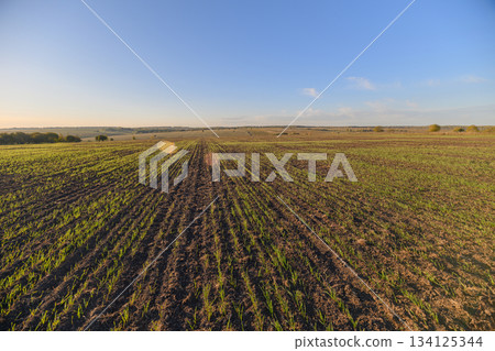 A Stunningly Beautiful and Scenic View of Lush Agricultural Fields Under a Clear Blue Sky Above Us 134125344