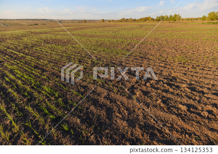 Vast Agricultural Field with New Plant Growth, showcasing the beauty of thriving crops Vast Agricultural Field with New Plant Growth, showcasing the beauty of thriving crops 134125353
