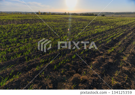 A Beautiful and Vibrant Green Field Stretching Under a Bright Shining Sun Above A Beautiful and Vibrant Green Field Stretching Under a Bright Shining Sun Above 134125359