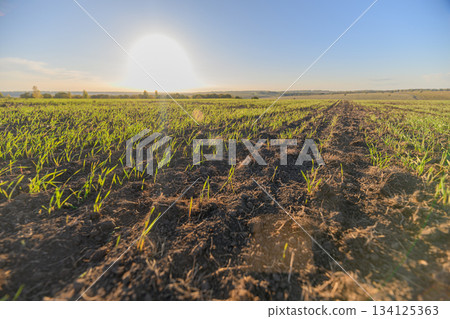 A Vibrant and Lush Green Field Spreading Beneath the Bright, Warm Sunlight In Full Bloom A Vibrant and Lush Green Field Spreading Beneath the Bright, Warm Sunlight In Full Bloom 134125363