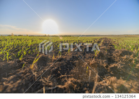 Stunning Sunset Over Breathtaking Fields Capturing the True Beauty of Nature Around Us Stunning Sunset Over Breathtaking Fields Capturing the True Beauty of Nature Around Us 134125364