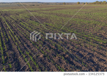 Lush Green Crops Thriving on Fertile and Productive Agricultural Land Surrounded by Nature Lush Green Crops Thriving on Fertile and Productive Agricultural Land Surrounded by Nature 134125373