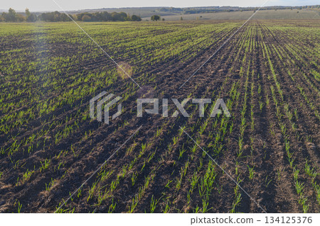 Vibrant Green Crops Are Beautifully Sprouting in the Fertile Field Under the Bright Sun 134125376