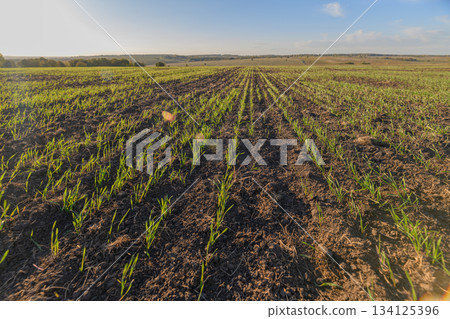 Expansive Agricultural Field with Various Growing Crops Under a Bright and Clear Sky Expansive Agricultural Field with Various Growing Crops Under a Bright and Clear Sky 134125396