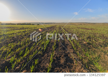 Vibrant and Lush Green Crops Flourishing on Expansive and Picturesque Agricultural Landscape Vibrant and Lush Green Crops Flourishing on Expansive and Picturesque Agricultural Landscape 134125397