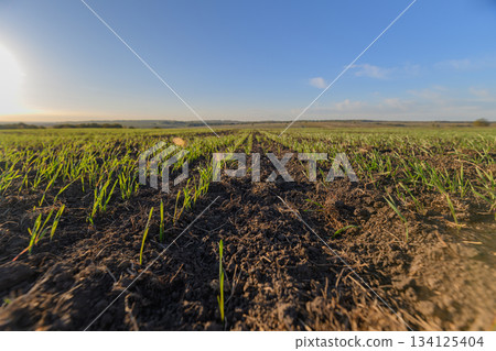 The Vibrant Green Cropland Flourishing Under a Beautiful Blue Sky Encompasses Natures Glory The Vibrant Green Cropland Flourishing Under a Beautiful Blue Sky Encompasses Natures Glory 134125404