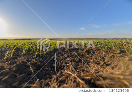 Vibrant Green Seedlings are Starting to Emerge from Rich Brown Soil beneath a Clear Blue Sky 134125406