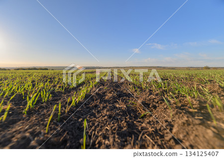 Lush and Vibrant Green Sprouts Thriving in an Expansive Agricultural Field Beneath a Clear Blue Sky Lush and Vibrant Green Sprouts Thriving in an Expansive Agricultural Field Beneath a Clear Blue Sky 134125407