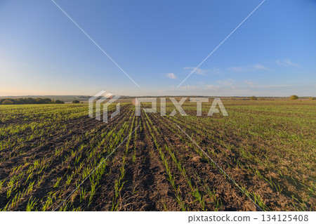 A Lush Green Field Flourishing Under a Clear Blue Sky, Perfect for Nature Lovers and Photographers A Lush Green Field Flourishing Under a Clear Blue Sky, Perfect for Nature Lovers and Photographers 134125408
