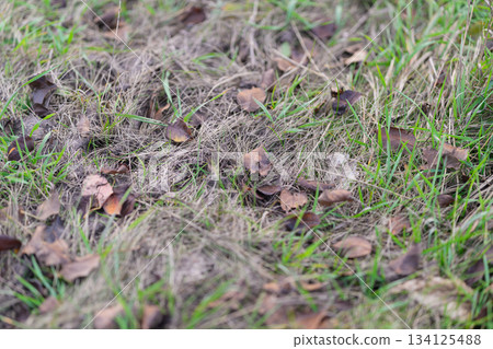 Exploring the Beautiful Organic Patterns Found in Nature Grass and Leaves in Detail Exploring the Beautiful Organic Patterns Found in Nature Grass and Leaves in Detail 134125488