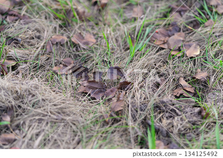 A beautiful forest floor covered in brown leaves, featuring vibrant green grass A beautiful forest floor covered in brown leaves, featuring vibrant green grass 134125492