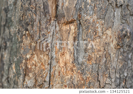 Detailed Textured Tree Bark Showcasing Natural Patterns, Colors, and Unique Features Detailed Textured Tree Bark Showcasing Natural Patterns, Colors, and Unique Features 134125521
