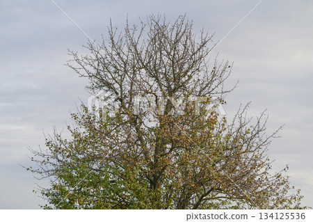 Trees Against a Cloudy Sky, Symbolizing Resilience and Natural Beauty in the Environment 134125536