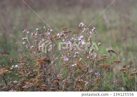 Admiring the Beauty of Wildflowers in a Natural Field Setting Filled with Life and Color Admiring the Beauty of Wildflowers in a Natural Field Setting Filled with Life and Color 134125556