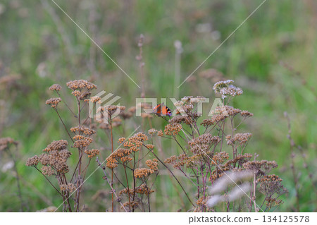 A Colorful Butterfly gracefully perched amidst vibrant Wild Plants in Natures beauty A Colorful Butterfly gracefully perched amidst vibrant Wild Plants in Natures beauty 134125578