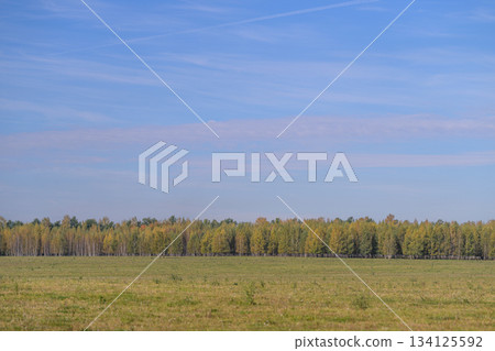 A Vast and Beautiful Green Landscape Featuring Trees Set Against a Clear Blue Sky 134125592