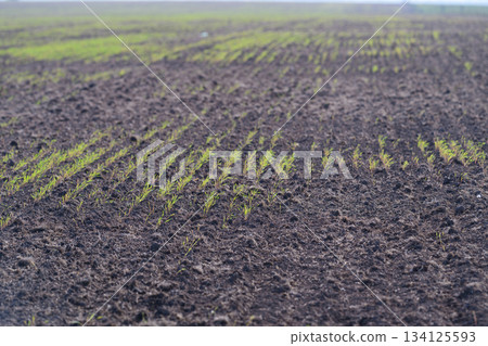 Emerging Crops Thriving on Fertile Soil for Sustainable Agricultural Practices and Biodiversity Emerging Crops Thriving on Fertile Soil for Sustainable Agricultural Practices and Biodiversity 134125593