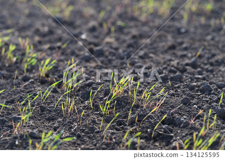 Fresh Green Sprouts Are Growing Beautifully in Dark, Rich Soil Full of Nutrients 134125595
