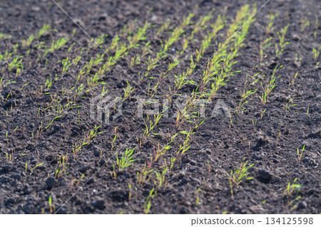 Freshly Sprouted Green Rice Plants Growing on Fertile Soil That Supports Life and Growth Freshly Sprouted Green Rice Plants Growing on Fertile Soil That Supports Life and Growth 134125598