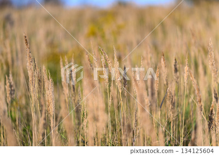 Golden grasses gracefully spread and dance across a vast field under a clear blue sky above Golden grasses gracefully spread and dance across a vast field under a clear blue sky above 134125604