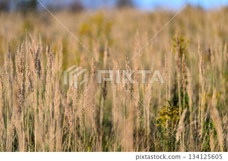 Golden Grasses in a Sunlit Field on a beautiful day surrounded by natures vibrant scenery 134125605